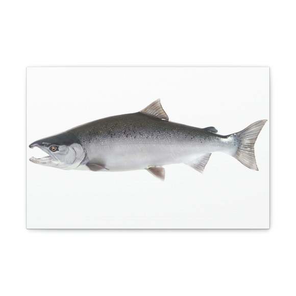 Majestic Coho Art Majestic Coho Print Animal Wall Art Wildlife Canvas Prints Wal